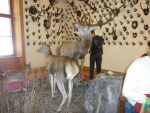 museo della fauna (9).JPG