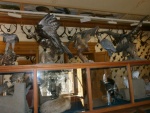 museo della fauna (6).JPG