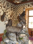 museo della fauna (34).JPG